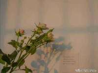 宁夏贝斯特科贸有限公司