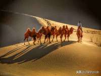 宁夏贝斯特科贸有限公司